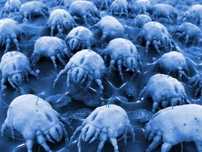 Dust Mites