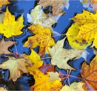 Autumn - dead leaves