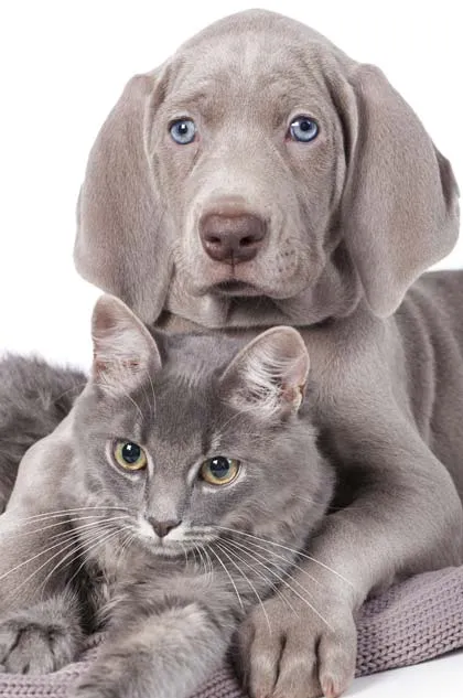 Cat and dog
