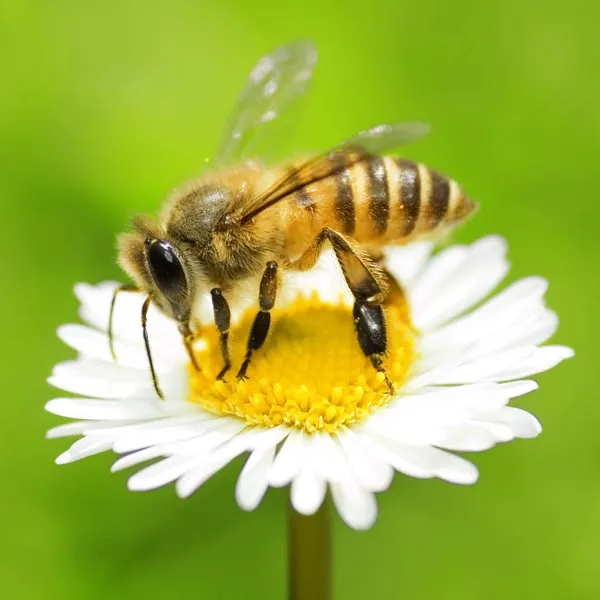 Bee on flower