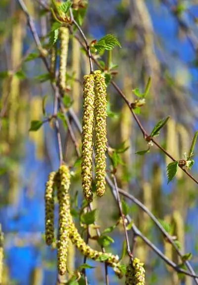 Birch branches with catkins