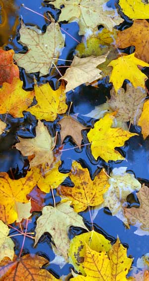 Autumn - dead leaves