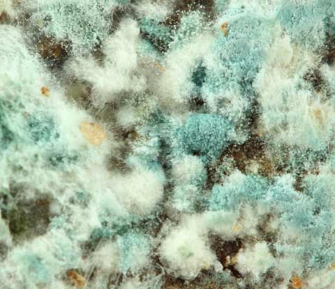 Close up of mold